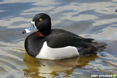 Male Ring Necked Duck