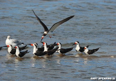 Black Skimmers And Guest