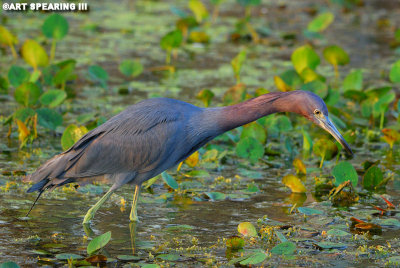 Orlando Wetlands LIttle Blue Heron