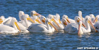 Click Ponds White Pelicans