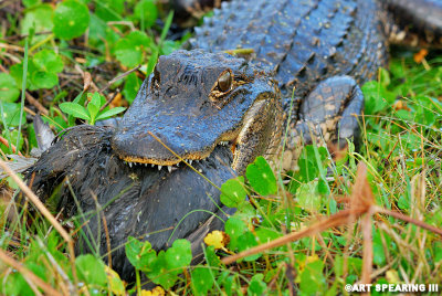 Orlando Wetlands Alligator And Prize