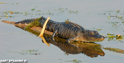 Dozing Gator At Orlando Wetlands