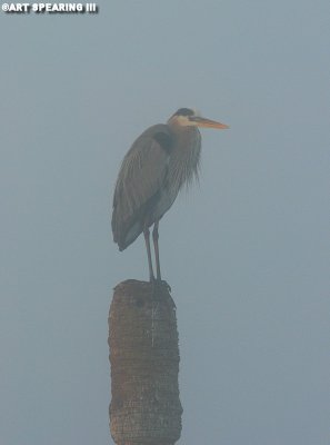 Early Morning Great Blue Heron