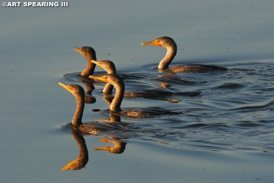 Double-crested Cormorants On The Prowl
