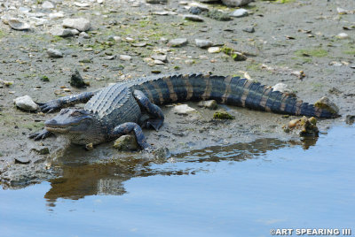 Huntington Beach State Park Alligator