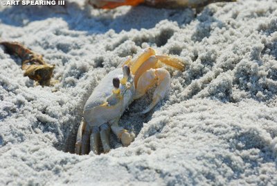 Crab At Huntington Beach State Park.jpg