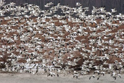 Snow Geese At Middle Creek #12