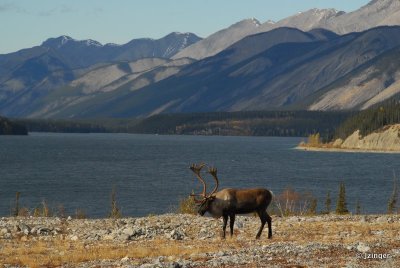 Caribou, Muncho Lake Provincial Par