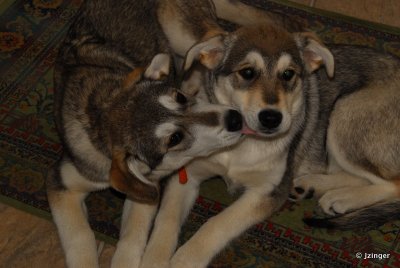 Willow and Tundra