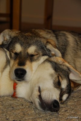 Willow and Tundra