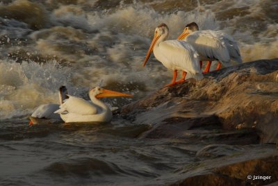 Pelicans on the Slave River Rapids, Fort Smith, NT
