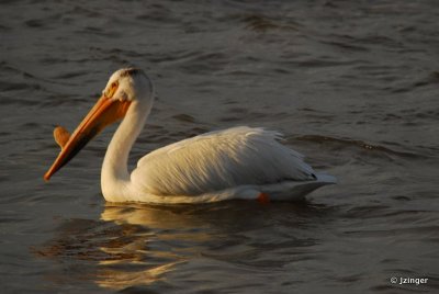 Pelican on the Slave River Rapids, Fort Smith, NT