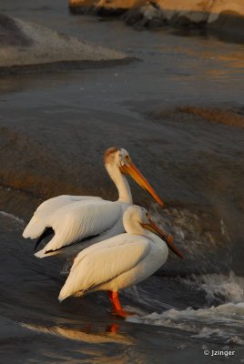 Pelicans on the Slave River Rapids, Fort Smith, NT