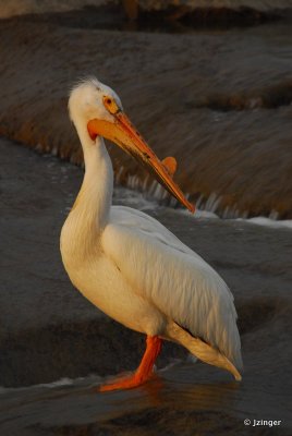 Pelican on the Slave River Rapids, Fort Smith, NT