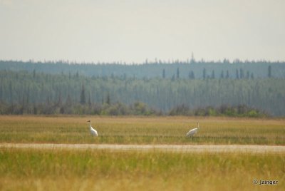 Whooping Cranes, Wood Buffalo National Park