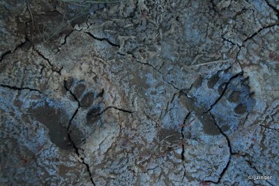 Bear Tracks, Wood Buffalo National Park