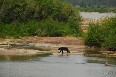 Black Bear on the Slave River, Fort Smith, NT