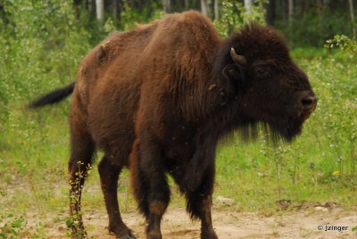 Bison, Wood Buffalo National Park