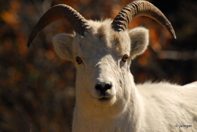 Dall's Sheep, Kluane National Park