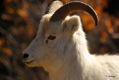 Dall's Sheep, Kluane National Park
