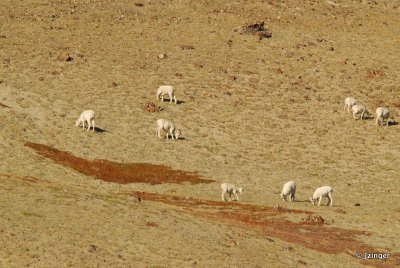 Dall's Sheep, Kluane National Park