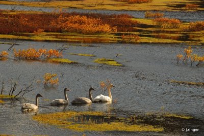 Swans, Yukon