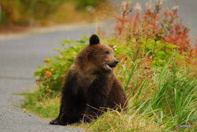Grizzly Cub, Haines Alaska