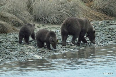 Grizzly Bears, Haines Alaska