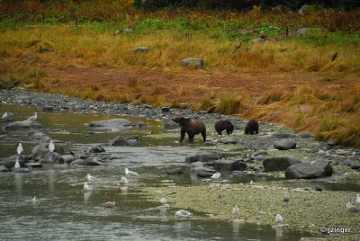 Grizzly Bears, Haines Alaska