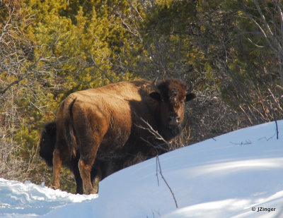 Bison