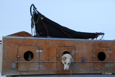 Three Forts Sled Dog Race, Fort Chipewyan