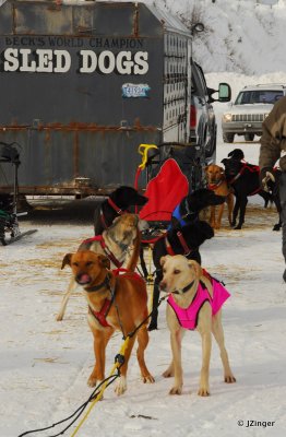 Fort Simpson Beaver Tail Festival- Sled Dog Race