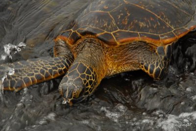 Sea Turtle, Kahaluu Beach Park