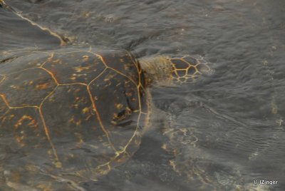 Sea Turtle, Kahaluu Beach Park