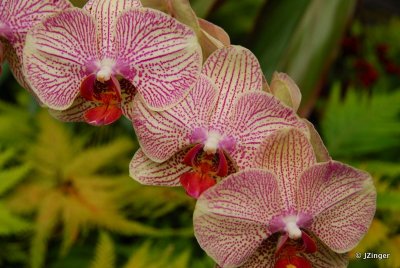 Hawai'i Tropical Botanical Gardens