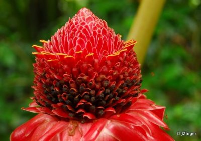 Watch for Mango's, Hawai'i Tropical Botanical Gardens