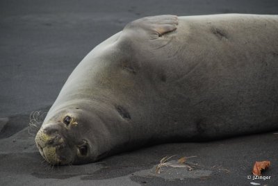 Monk Seal, Waimanu Bay