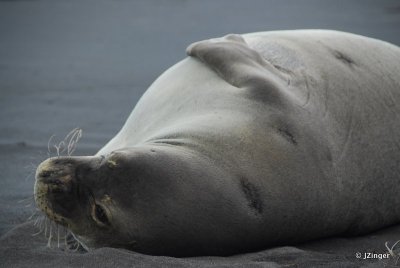 Monk Seal, Waimanu Bay