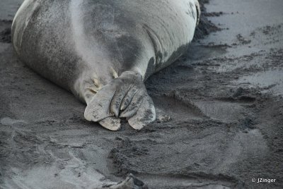 Monk Seal, Waimanu Bay