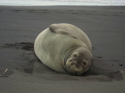 Monk Seal, Waimanu Bay