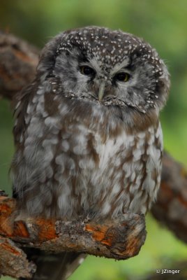 Boreal Owl, Tombstone Range Yukon
