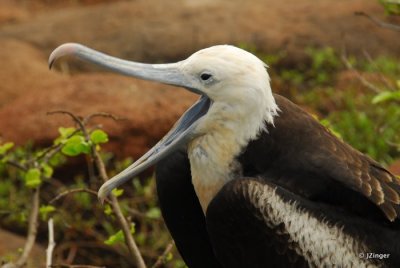 Frigatebird