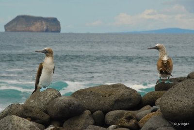Blue Footed Booby, North Seymour Island