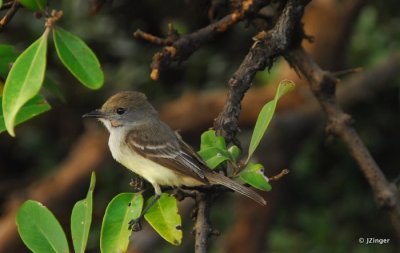 Flycatcher