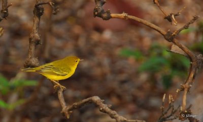 Yellow Warbler