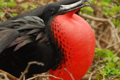 Frigatebird, North Seymour Island
