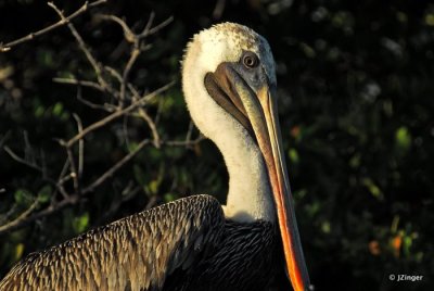 Pelican