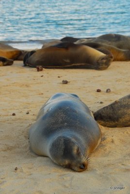 Sea Lions