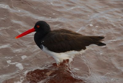 Oystercatcher