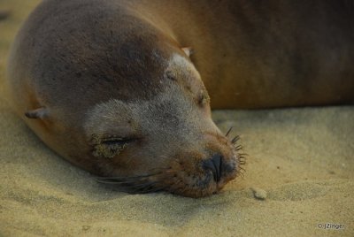 Sea Lion